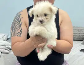 Pupy Terier Mix Poodle All Female
