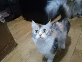 Lepas Adopsi Kucing Persia Long Hair