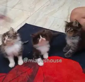 KITTEN PERSIA LONGHAIR