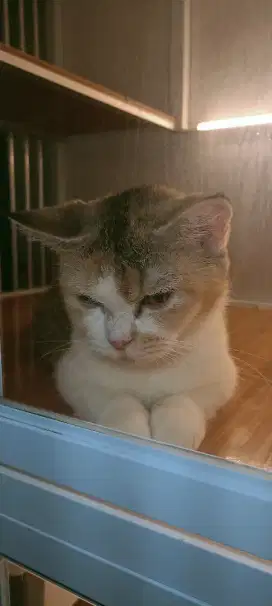 Kucing Munchkin