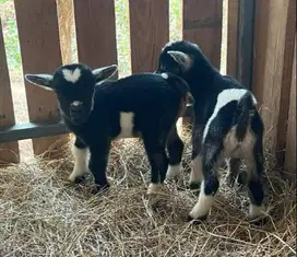 sepasang anakan kambing hias mini pygmi 3-4 bln pendek kerdil exotik