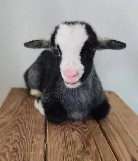 sepasang anakan kambing hias mini pygmi 3-4 bln pendek kerdil exotik