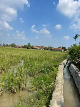 DIJUAL SAWAH PRODUKTIF SHM L:15.794M2 DI KARAWANG HARGA 95RB/M (NEGO)