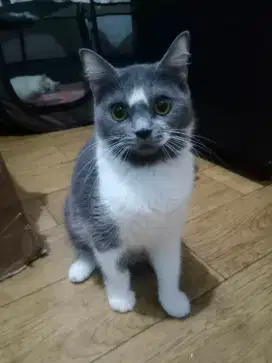 Lepas Adopsi Kucing Persia