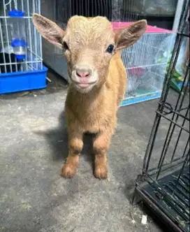 sepasang anakan kambing pygmi FB 3-4 bulanan TB 30cm koleksian manteb
