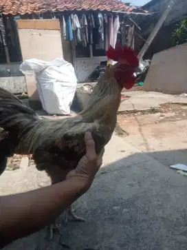 Ayam kampung jantan