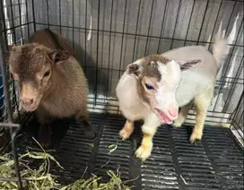 sepasang anakan kambing mini pygmi FB 3-4 bulan TB 30cm koleksian unik