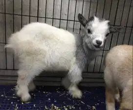 sepasang anakan kambing mini pygmi 3-4 bln TB 30cm FB koleksian exotik