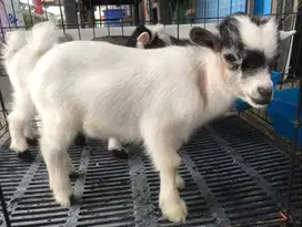 sepasang anakan kambing mini pygmi 3-4 bln TB 30cm FB koleksian exotik