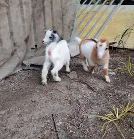 sepasang anakan kambing mini pygmi FB 3-4 bulan koleksi exotik unik ok