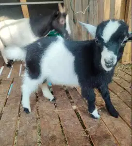 sepasang anakan kambing mini pygmi 3-4 bln TB 30cm FB koleksi unik top