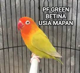 Lovebird PF Betina