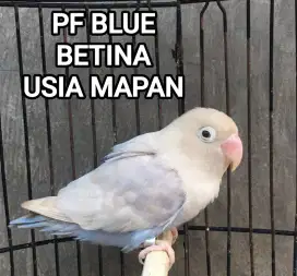 Lovebird PF Blue Betina