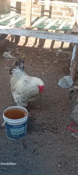 INDUKAN AYAM BRAHMA