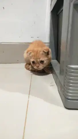 Kitten Scotthis Fold Jantan