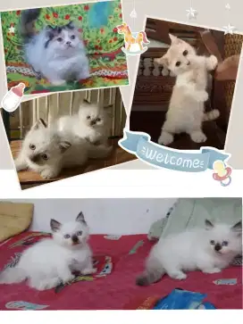 Borongan Munchkin Super Cebol