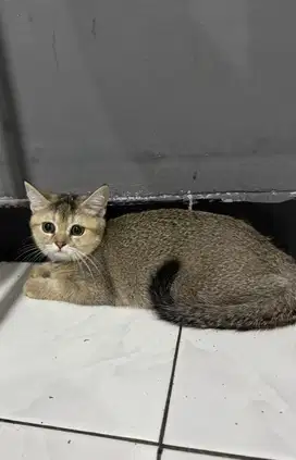 Kitten British Shorthair NonPed Parent Ped