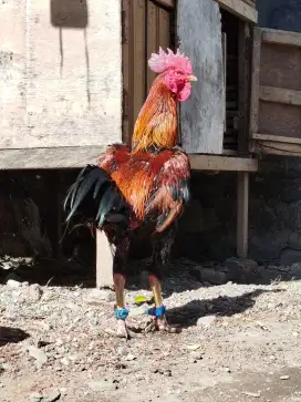 Jual ayam aduan pama