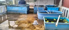 Bak kolam fiber