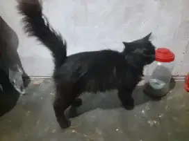 Lepas adop atau tukar sama anakan