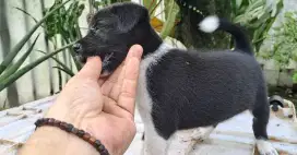 Dijual Anak Anjing Mix Rottweiler