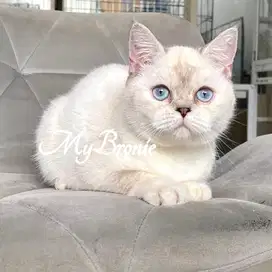 Kucing british shorthair silver ns1133