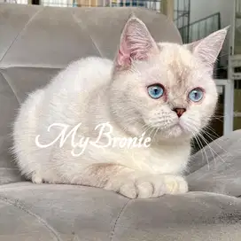 Kucing british shorthair silver ns1133