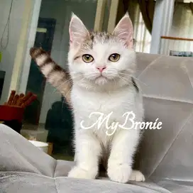Kucing british shorthair murmer