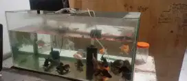 AQUARIUM 80 X 38 X 40 - TINGGAL BAWA - SUDAH ADA IKAN