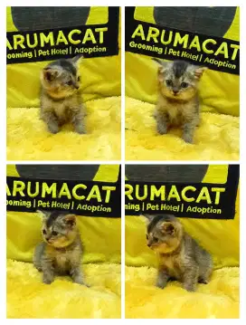 British Shorthair Betina