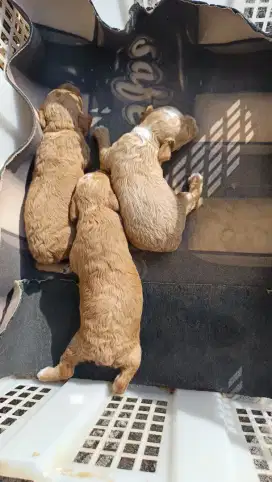 Open Booking Puppy Poodle