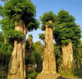 Posil pohon pule