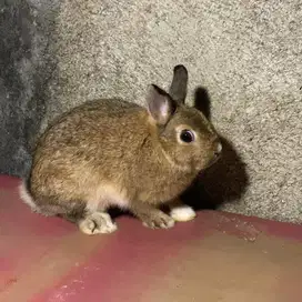 Kelinci Netherland Dwarf