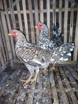 Ayam biang kampung asli