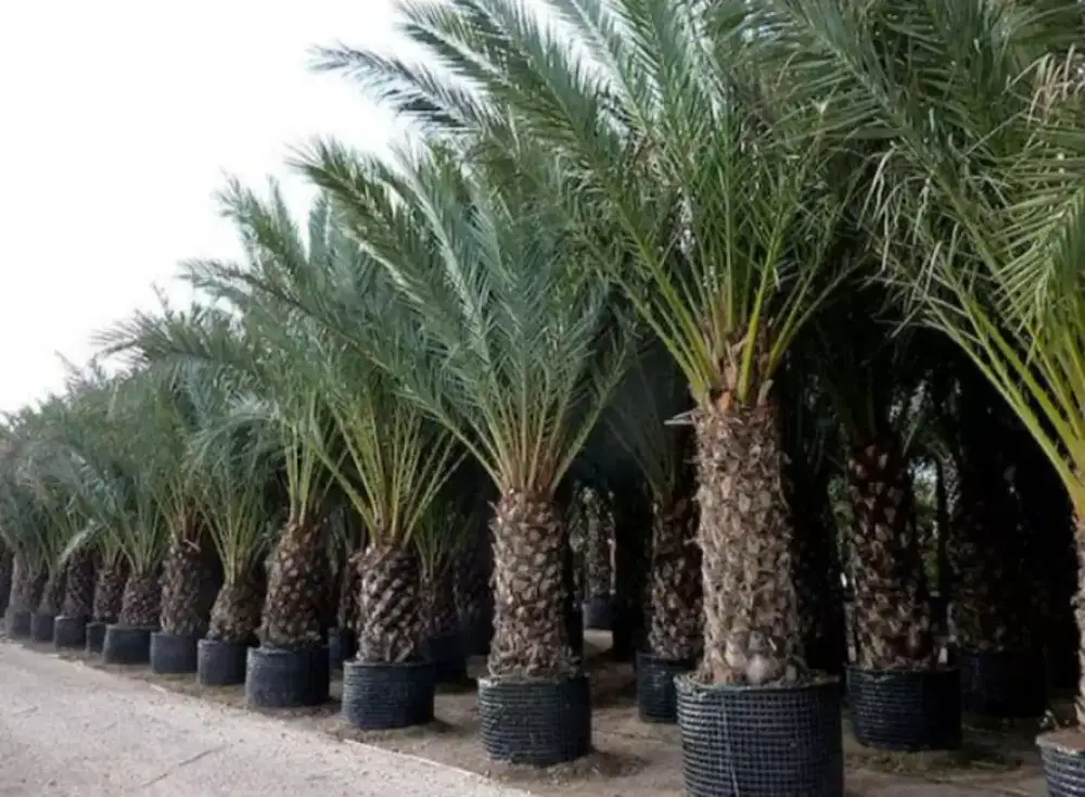 Jasa Pohon kurma