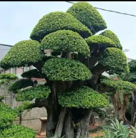 Jasa pohon bonsai beringin korea
