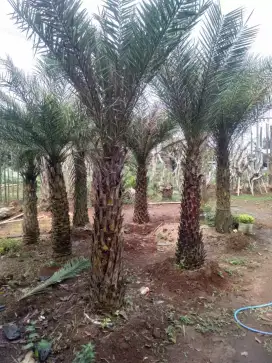 Pohon palem kenari