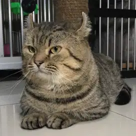 Munchkin Kinkalow Jantan