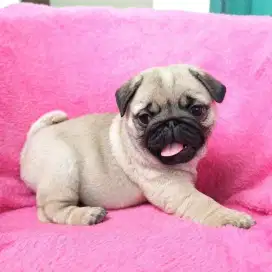 DIJUAL ANAK ANJING PUG