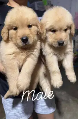 DIJUAL ANAK ANJING GOLDEN RETRIEVER