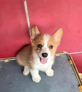 DIJUAL ANAK ANJING WELSH CORGI