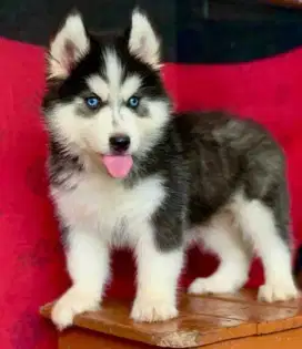 DIJUAL ANAK ANJING SIBERIAN HUSKY