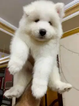 DIJUAL ANAK ANJING SAMOYED
