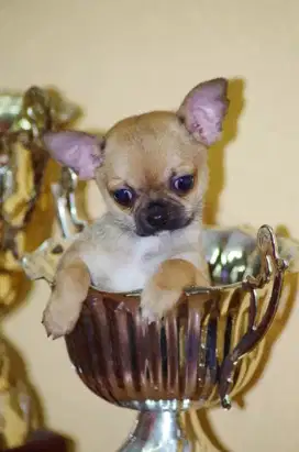 DIJUAL ANAK ANJING CHIHUAHUA