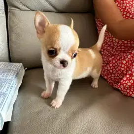DIJUAL ANAK ANJING CHIHUAHUA