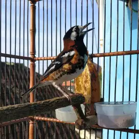Anis macan gacor dor kristal