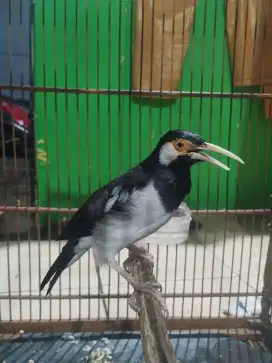 Jalan Suren Gacor Mompa