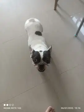 SEMI HIBAH FRENCH BULLDOG (FRENCHIE) BETINA 3 TAHUN