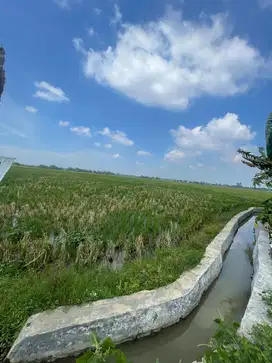 Sawah Harga Rp 95rb/m Nego Luas 15.794 Legalitas SHM
