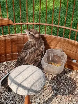 Burung Mongolian lark